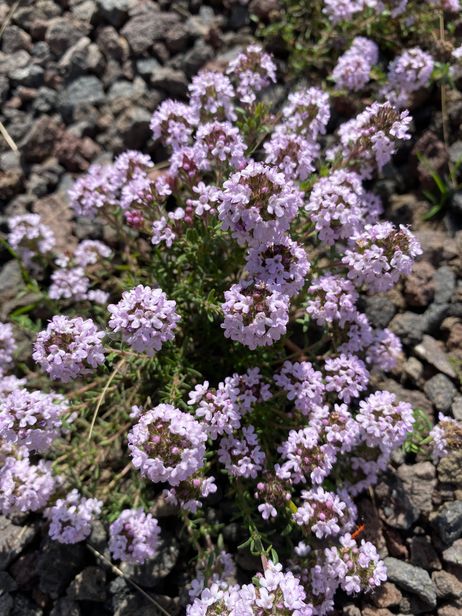 Thymian Thymian